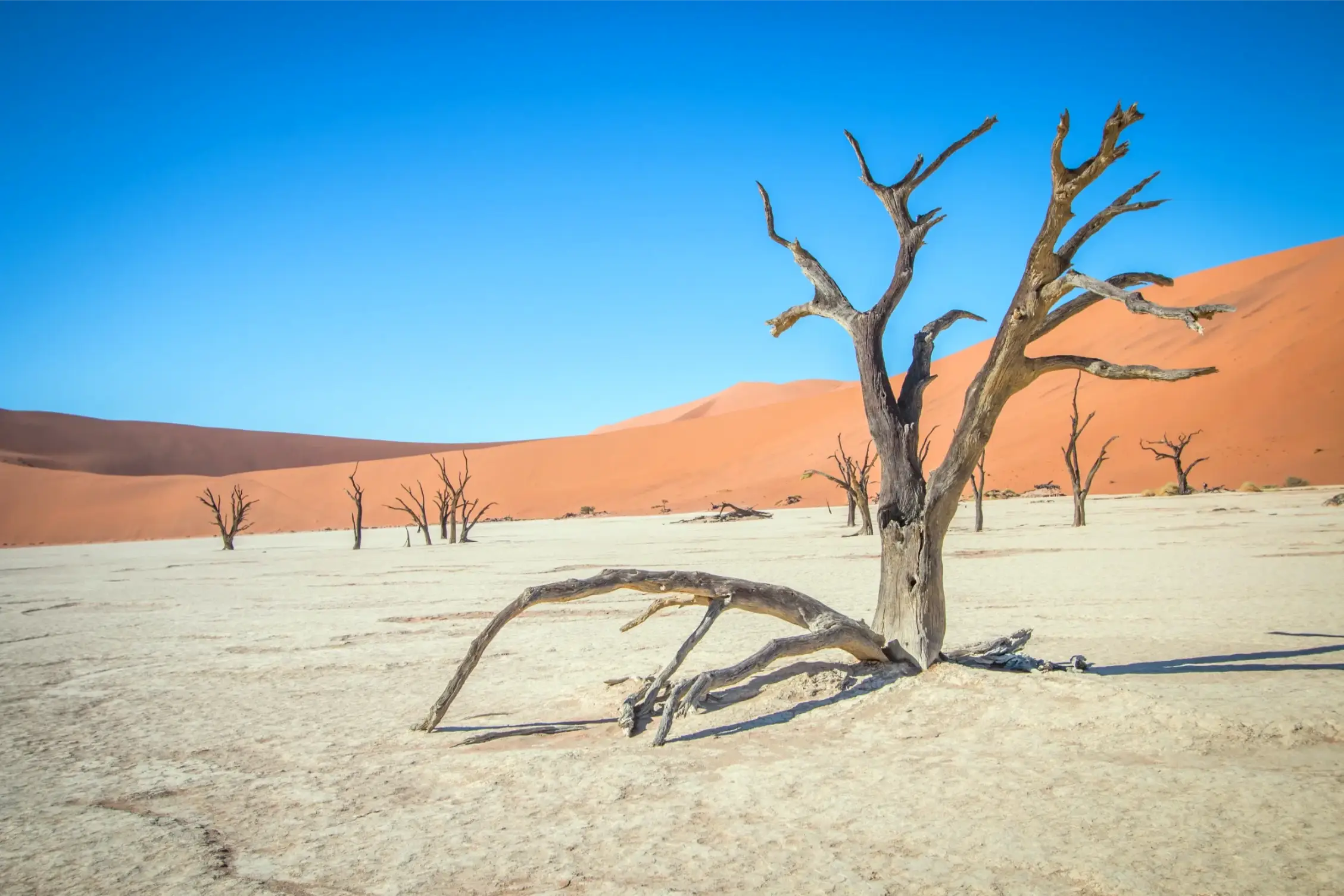 dead tree in sossusvlei in namibia